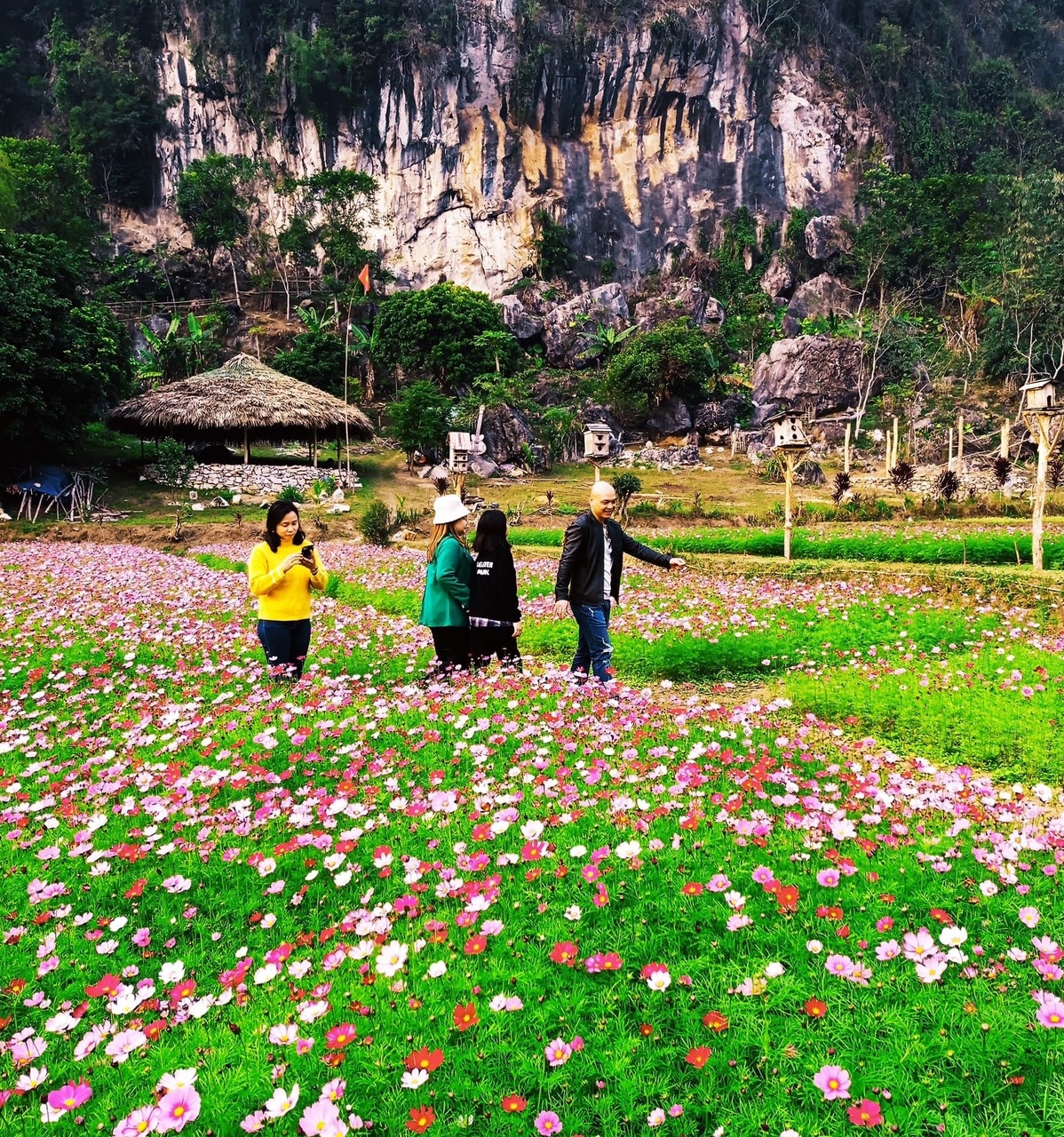 thung lung hoa lung cuc